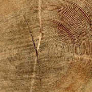 Legno